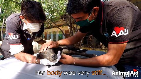 From Broken Spirit to Graceful Strides: The Miraculous Recovery of Iris