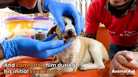 A Second Chance for Twizz: How a Tiny Puppy with a Broken Jaw Learned to Smile Again