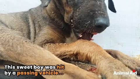 The Brave Little Soul: How Flurry Beat the Odds After a Devastating Accident