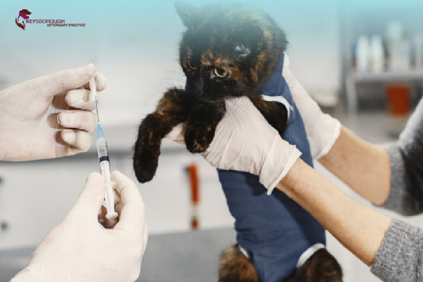 Cat Vaccination Guide: Essential Shots, Schedule, and Aftercare Tips for Cat Owners