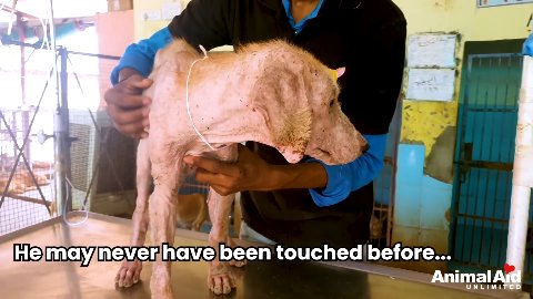 From Screams of Terror to Gentle Paw Shakes: The Miracle Transformation of Teddy