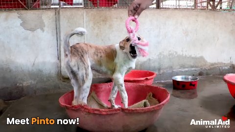 The Miracle of Pinto: How a Fragile Street Dog Survived the Darkest Night to Find His Joy Again