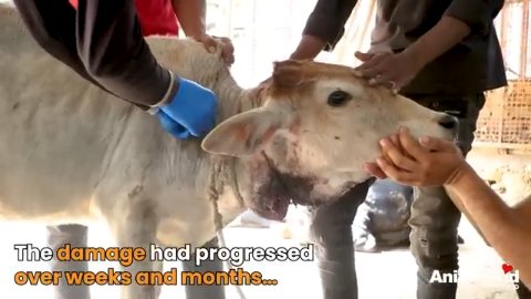 The Invisible Tightrope: How Herbie the Calf Found His Voice and His Herd