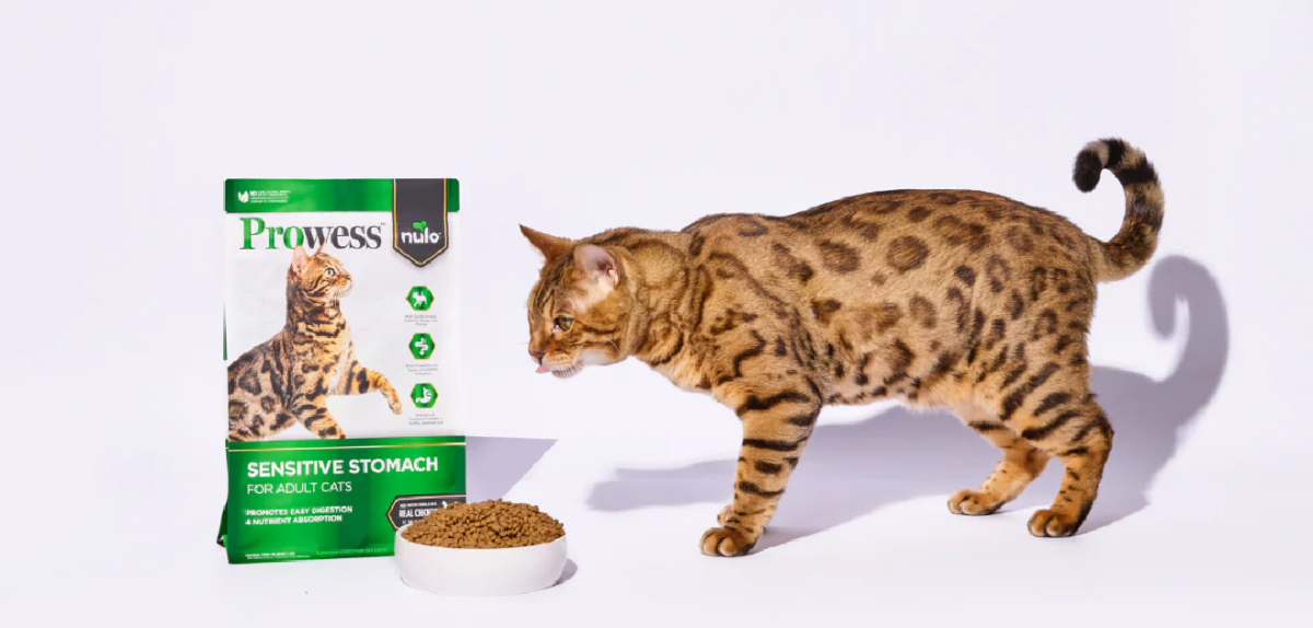How to Choose the Best Dry Cat Food for Picky Cats, Overweight Cats, and Sensitive Stomachs