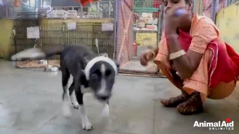A Second Chance for Chicky: The Journey from Despair to Joy