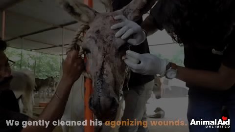 From Despair to Dignity: The Miraculous Transformation of Veeru the Donkey