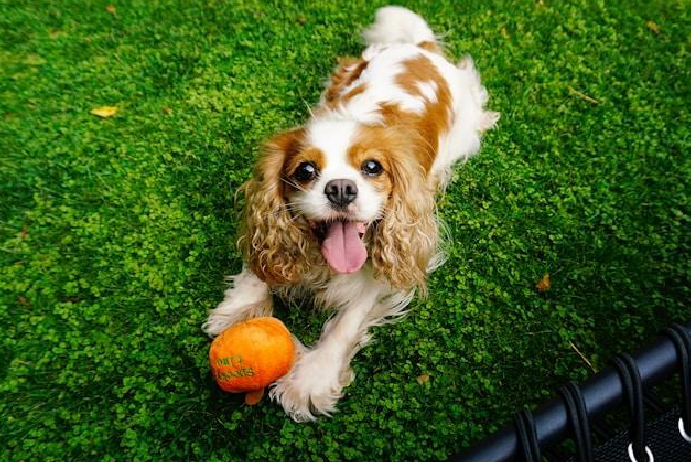 Best Dog Breeds for First-Time Owners: Friendly, Easygoing, and Beginner-Friendly Dogs