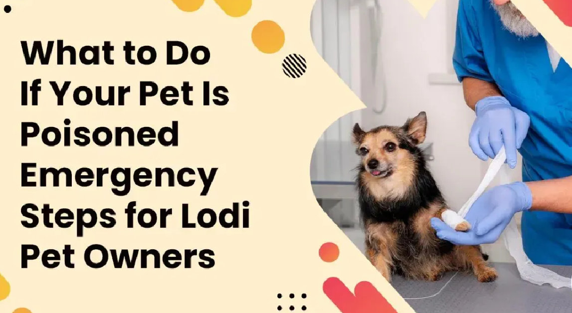 What to Do If Your Dog Is Poisoned: Emergency Safety Guide for Pet Owners in New York