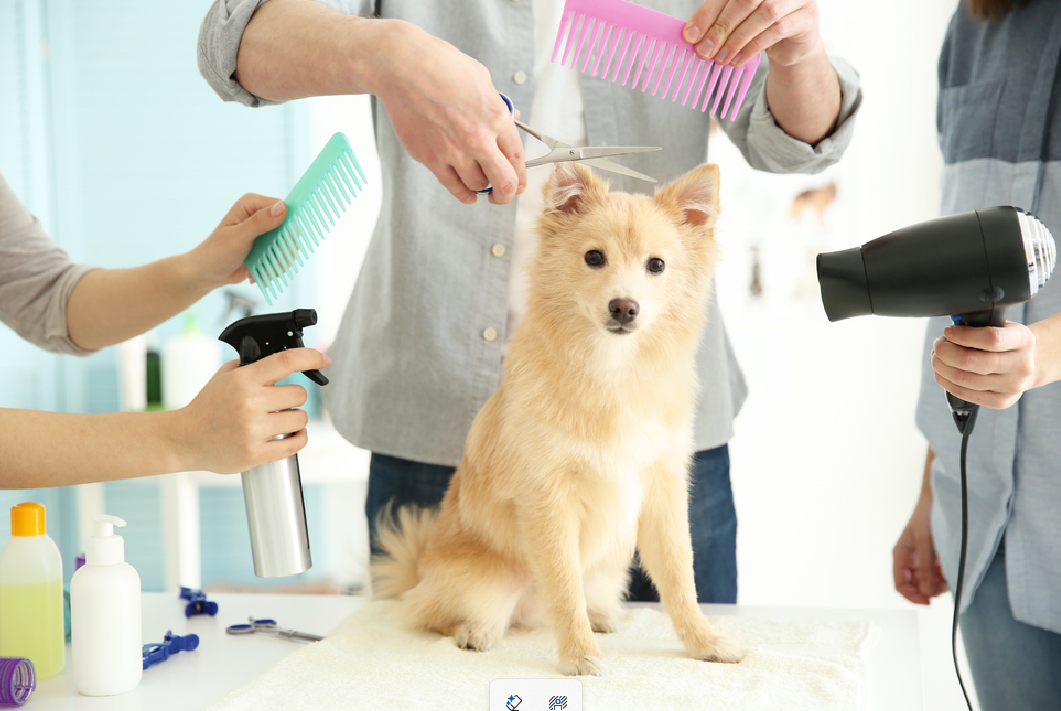 How to Keep Your Pet’s Coat Healthy, Shiny, and Soft