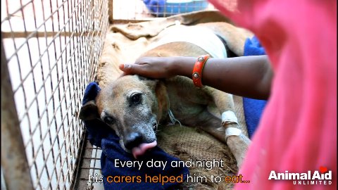 From Darkness to Light: The Miraculous Recovery of Glimmer the Street Dog