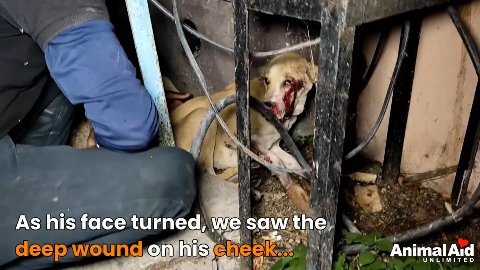 From Fear to Forever: The Miraculous Recovery of Cheeto the Brave