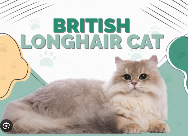 British Longhair Cat Care Guide: Personality, Grooming, Cost, and Tips for Cat Owners in the United States
